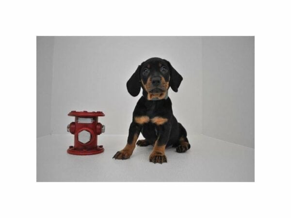 Chiweenie-DOG-Male-Black / Tan-21804-Petland Racine, Wisconsin