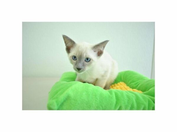 Siamese CAT Male Blue Point 21803 Petland Racine, Wisconsin