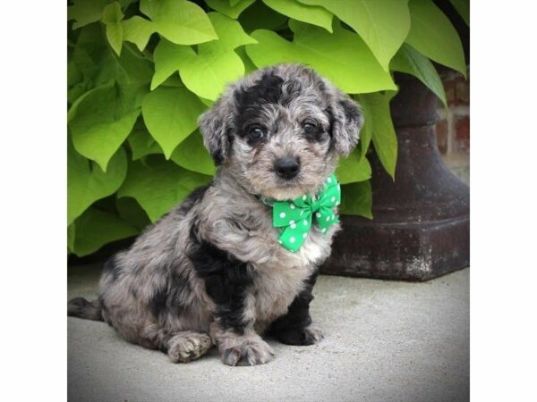 Mini Labradoodle 2nd Gen DOG Male Blue Merle 21807 Petland Racine, Wisconsin