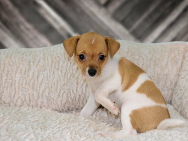 Chihuahua DOG Female FAWN/WH 21830 Petland Racine, Wisconsin