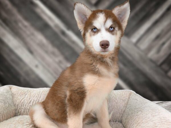 Siberian Husky-DOG-Female-RED/WH-21829-Petland Racine, Wisconsin