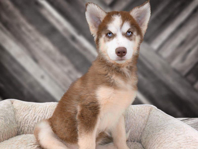 Siberian Husky