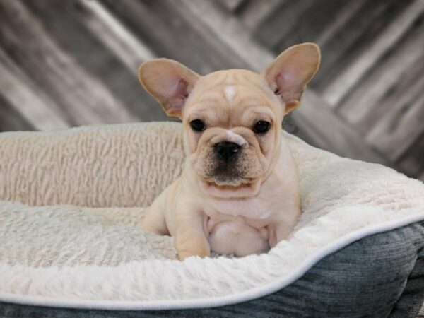 French Bulldog DOG Male FAWN 21828 Petland Racine, Wisconsin