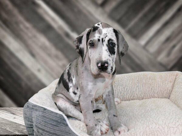 Great Dane DOG Female MERLEQUIN 21825 Petland Racine, Wisconsin