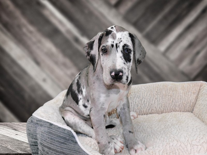 Great Dane