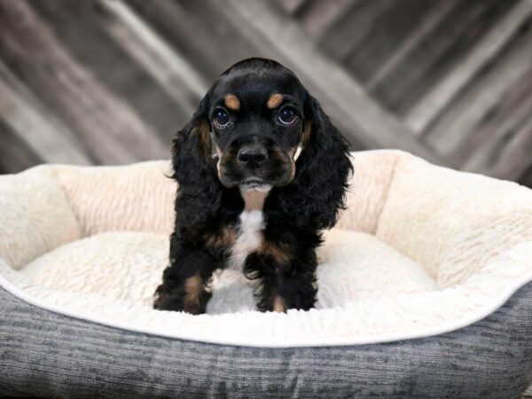 Cocker Spaniel DOG Male BLK/TAN 21823 Petland Racine, Wisconsin