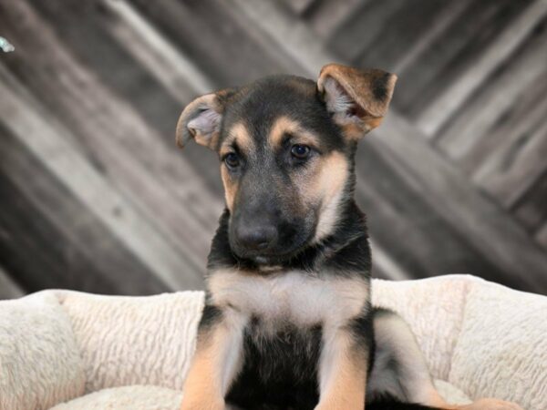 German Shepherd-DOG-Female-BLK/TAN-21806-Petland Racine, Wisconsin