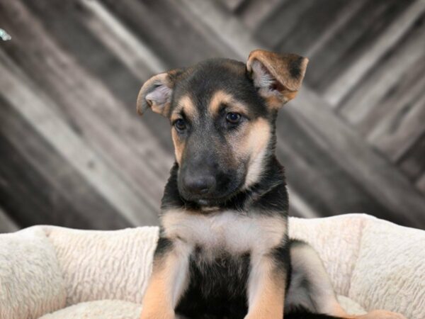 German Shepherd DOG Female BLK/TAN 21806 Petland Racine, Wisconsin