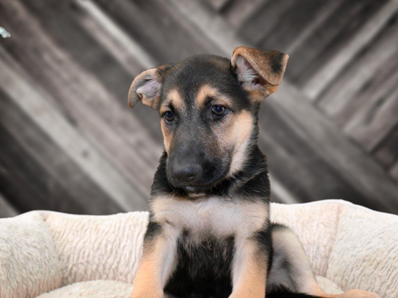 German Shepherd