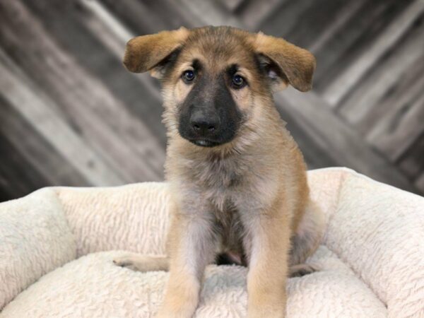 German Shepherd-DOG-Male-SABLE-21805-Petland Racine, Wisconsin