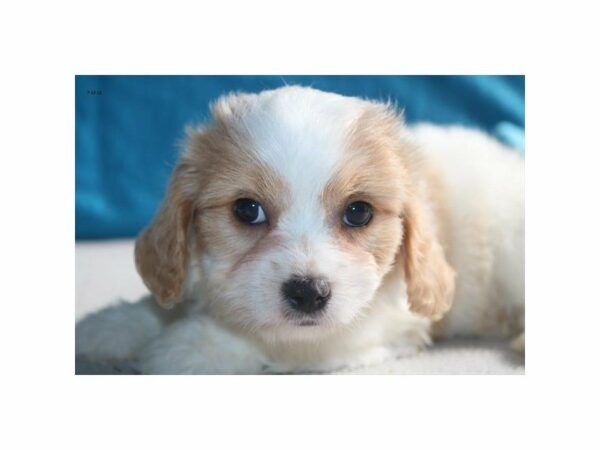 Cavachon DOG Male br & wh 21849 Petland Racine, Wisconsin