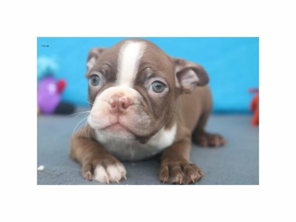 Boston Terrier-DOG-Male-chlt & wh mkgs-21843-Petland Racine, Wisconsin