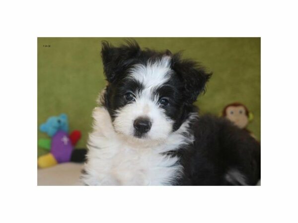 Aussiepoo-DOG-Male-blk & wh-21842-Petland Racine, Wisconsin