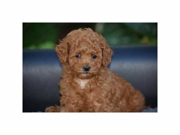 Toy Poodle-DOG-Female-Red-21847-Petland Racine, Wisconsin