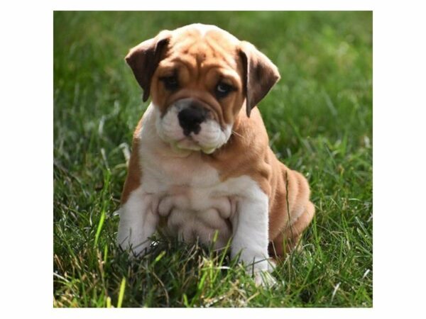 Beabull-DOG-Female-Red / White-21851-Petland Racine, Wisconsin