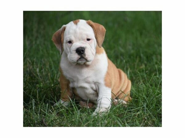 Beabull DOG Female Red / White 21850 Petland Racine, Wisconsin