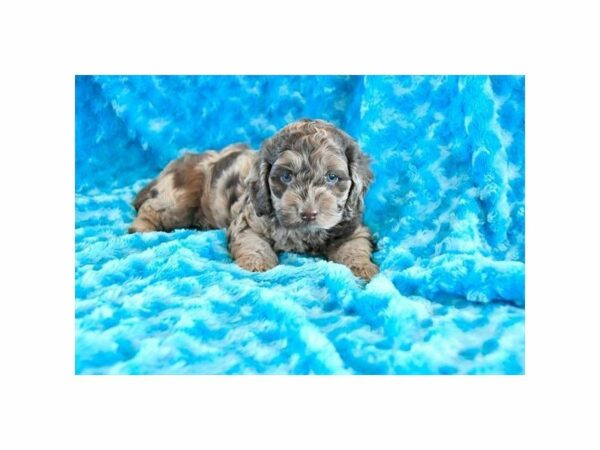 Cockapoo DOG Male Chocolate Merle 21840 Petland Racine, Wisconsin