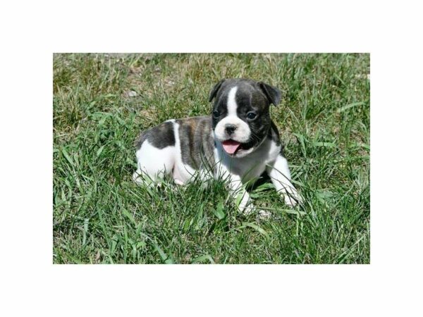French Bulldog-DOG-Male-Brindle / White-21848-Petland Racine, Wisconsin