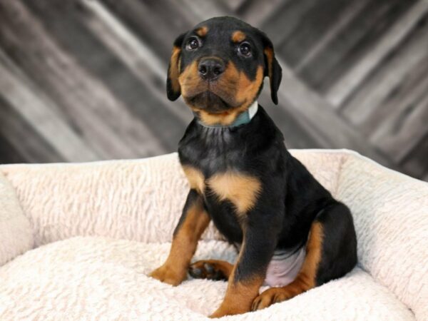 Rottweiler DOG Male BLK/RUST 21873 Petland Racine, Wisconsin