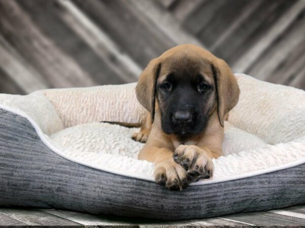 English Mastiff-DOG-Female-FAWN W/ BLK MASK-21867-Petland Racine, Wisconsin