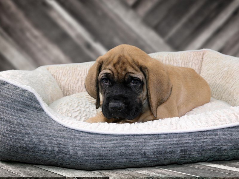 English Mastiff