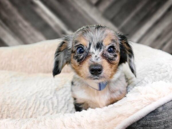 Chiweenie DOG Female B/S/DAP 21865 Petland Racine, Wisconsin