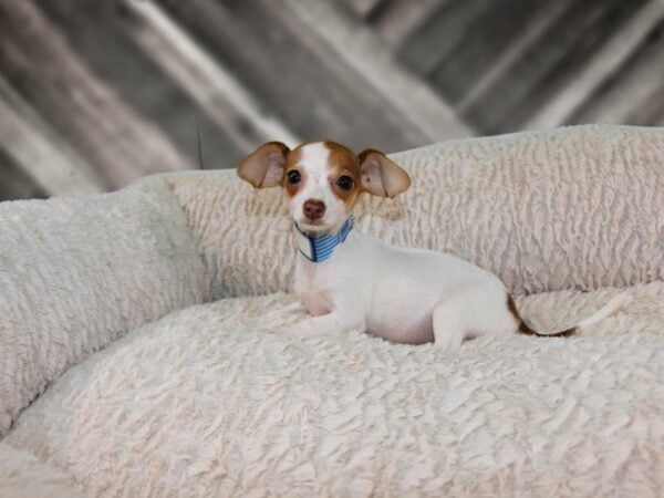 Chiweenie-DOG-Female-WH/RED-21863-Petland Racine, Wisconsin