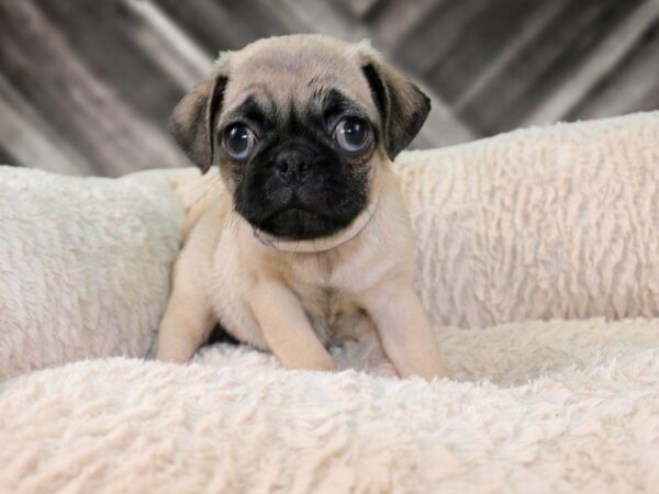 Pug DOG Male FAWN 21861 Petland Racine, Wisconsin