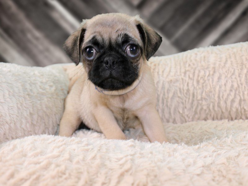 Pug