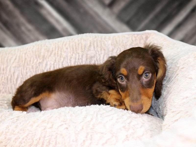Dachshund