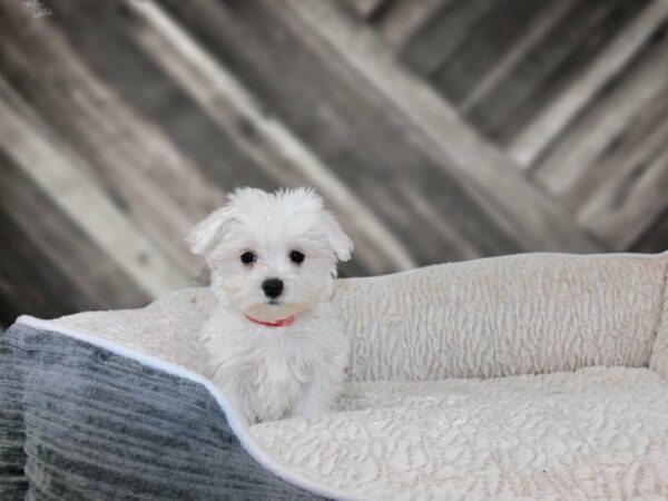 Maltese DOG Male White 21853 Petland Racine, Wisconsin