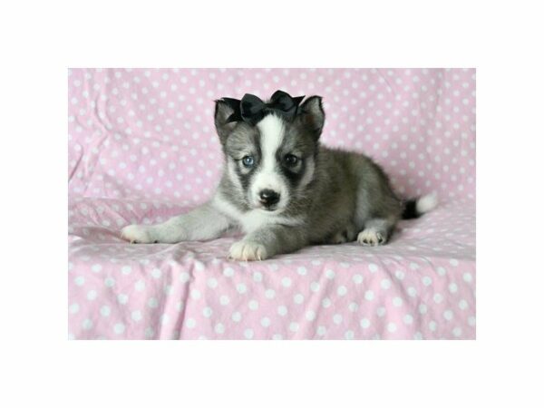 American Eskimo Dog/Siberian Husky-DOG-Female-Gray / White-21891-Petland Racine, Wisconsin