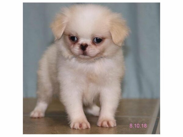 Japanese Chin DOG Male Fawn / White 21884 Petland Racine, Wisconsin