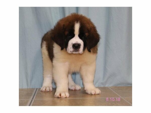 Saint Bernard DOG Male Brown / White 21881 Petland Racine, Wisconsin