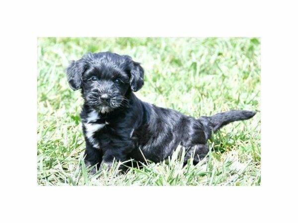 Havanese-DOG-Female-Black-21886-Petland Racine, Wisconsin