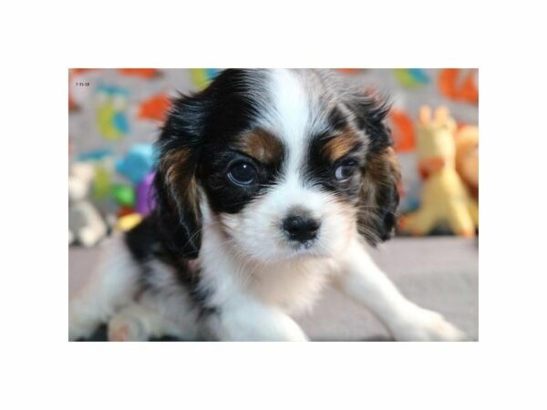 Cavalier King Charles Spaniel-DOG-Female-blk tn & wh-21883-Petland Racine, Wisconsin