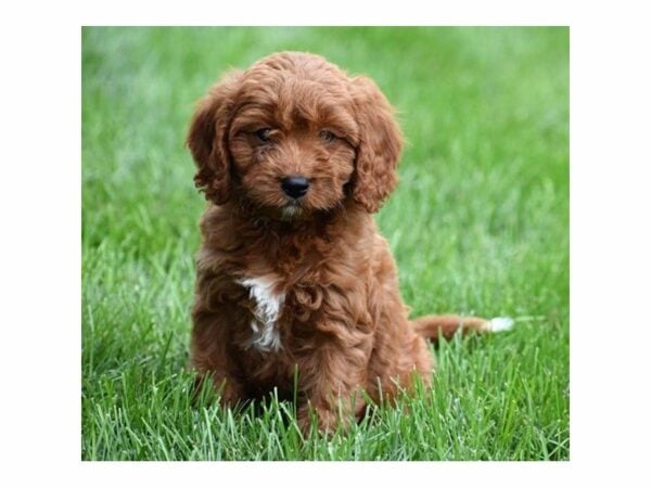Toy Poodle/Cavalier King Charles Spaniel-DOG-Male-Ruby-21892-Petland Racine, Wisconsin