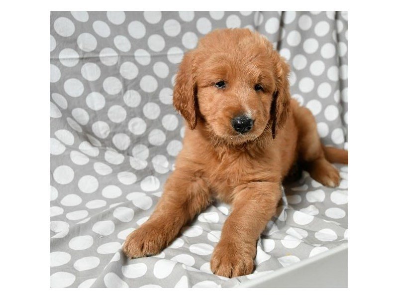Goldendoodle