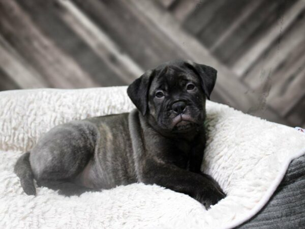 Bullmastiff-DOG-Male-BRINDLE W/ BLK MASK-21899-Petland Racine, Wisconsin