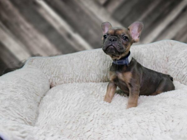 French Bulldog-DOG-Male-BLUE SABLE AND TAN-21897-Petland Racine, Wisconsin