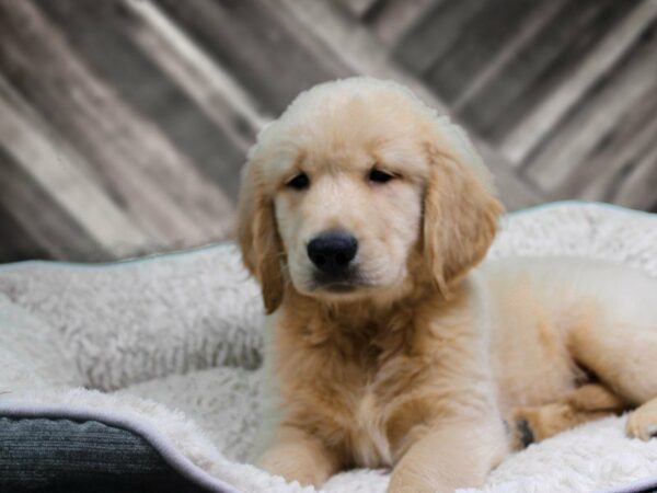 Golden Retriever-DOG-Male-Cream-21890-Petland Racine, Wisconsin