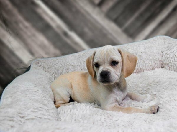 Puggle DOG Female BLONDE 21902 Petland Racine, Wisconsin