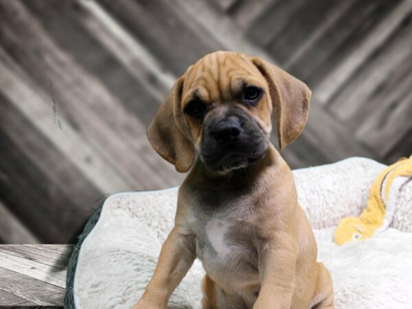 Puggle-DOG-Male-FAWN-21901-Petland Racine, Wisconsin