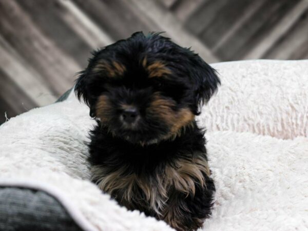 Yochon-DOG-Male-Black / Tan-21893-Petland Racine, Wisconsin