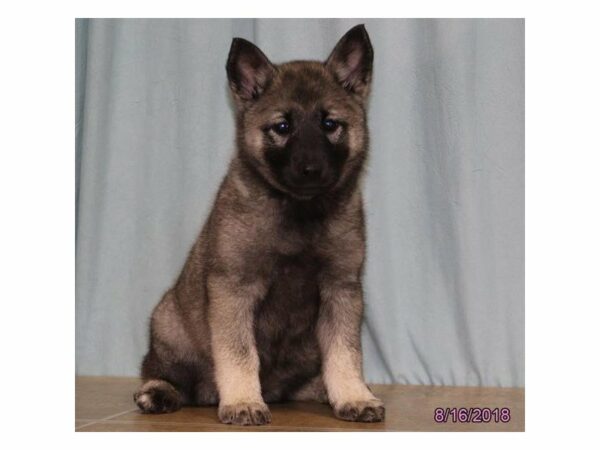 Norwegian Elkhound-DOG-Female-Gray Black / Silver-21910-Petland Racine, Wisconsin