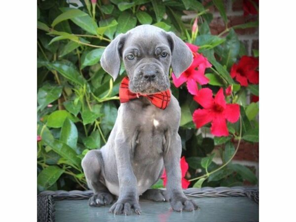 Neapolitan Mastiff DOG Male Blue 21907 Petland Racine, Wisconsin