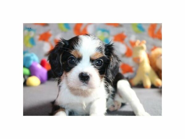 Cavalier King Charles Spaniel-DOG-Female-blk tn & wh-21915-Petland Racine, Wisconsin