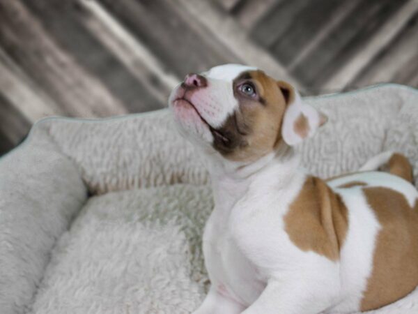 American Bulldog-DOG-Female-WH/RED-21925-Petland Racine, Wisconsin