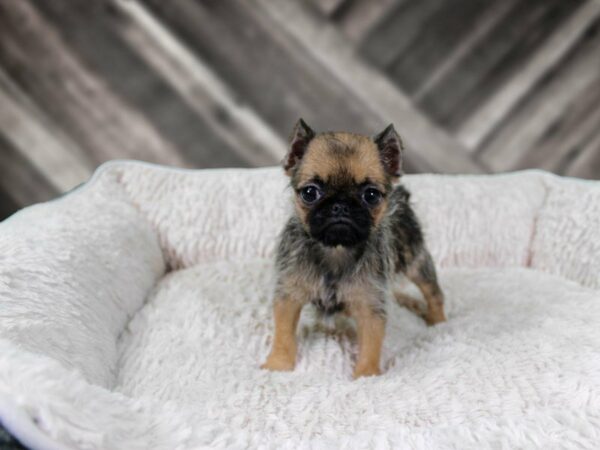 Brug-DOG-Female-FAWN-21930-Petland Racine, Wisconsin