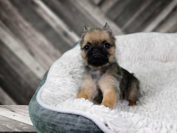 Brug-DOG-Male-FAWN-21929-Petland Racine, Wisconsin